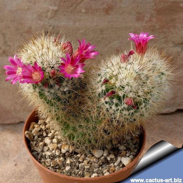 Mammillaria Spinosissima V Auricoma Forma Mostruosa