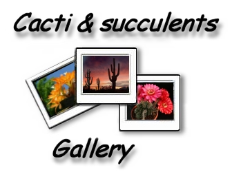 Photo gallery CACTI & SUCCULENTS picture