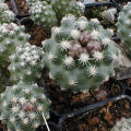 February 2004 Green house: flowers buds are developing