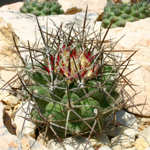 Sclerocactus April 2005