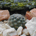 Pediocactus despainii very wet after two weeks of daily rain