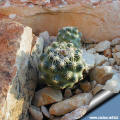 Pediocactus despainii SB 1014 Novemeber 2003 the flovers bud