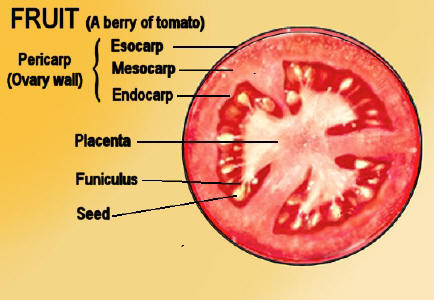 Parts Of Ovary