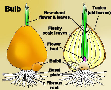 Dormant Bulb