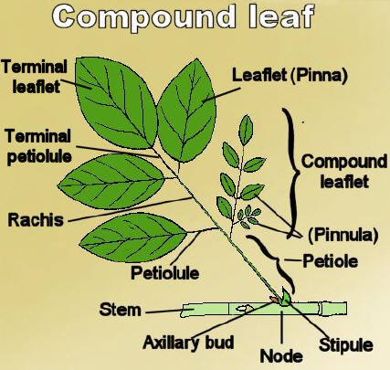 Bipinnately Compound Leaf