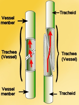 Lignified Xylem