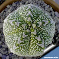 Astrophytum hybrid Onzuka x asterias