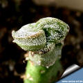 Astrophytum myriostigma cv.Tao (bicostatum)