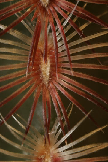 Echinocereus rigidsisssimis spine detail - ID: 4466374  Irwin  Lightstone