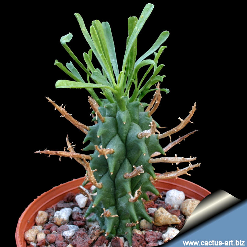 Euphorbia shoenlandii