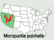 Micropuntia pulchella distribution map