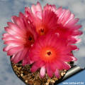 Notocactus scopa