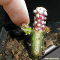 How to detach young Opuntia shoots