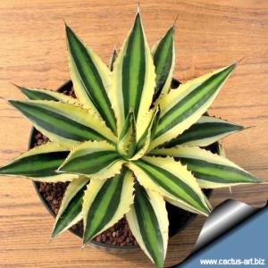 Agave lophantha quadricolor (Agave "Goshikibandai")