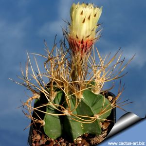 Astrophytum aureum Sierra Paila (Syn: A. capricorne var. senilis 'aureum')