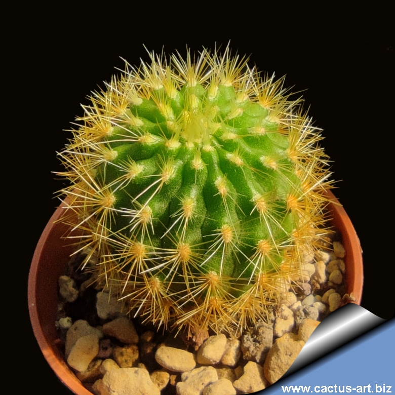 Seticereus icosagonus (Cleistocactus icosagonus)