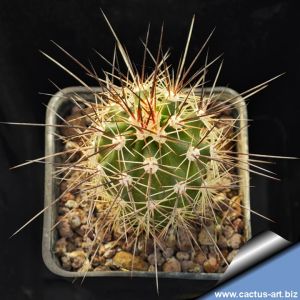 Echinocereus canyonensis v. toroweapensis Toroweap point, Arizona, USA