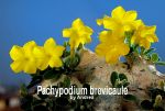 Pachypodium brevicaule (Grafted)