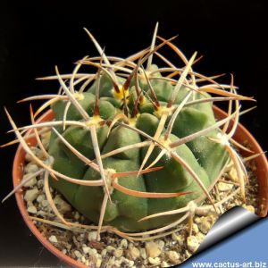 Gymnocalycium hybopleurum STO88-133/1 Andalgala to Agua de Paloma, Catamarca, Argentina 1050m