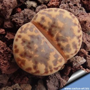 Lithops bromfieldii v. glaudinae C393 (YELLOW OCHER) 70km NW of Griquatown, South Africa
