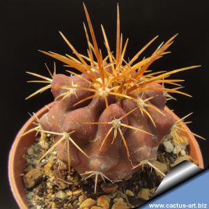 Copiapoa lembckei North of Caldera, Chile.