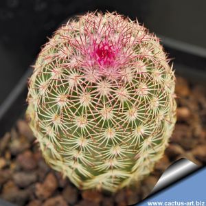 Echinocereus pectinatus f. albiflora Detras, Mexico (MAO366 catalogue number)