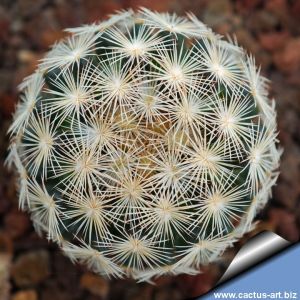 Mammillaria stella-de-tacubaya SB32 Santa Rita, Calabazal, Zacatecas, Mexico