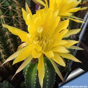 Echinopsis hybrid cv. GELBER PAPAGENO