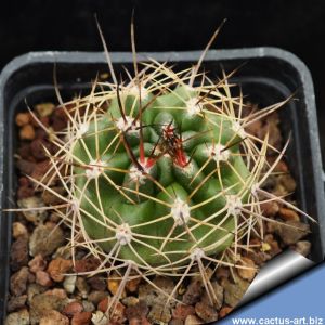 Eriosyce andreaena GM1700, Villa Union, 2060 m, La Rioja, Argentina (Pyrrhocactus andreaeanus)