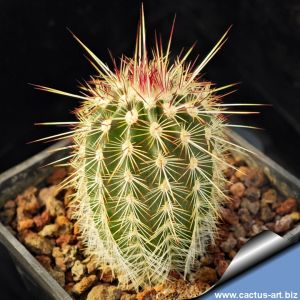 Echinocereus milleri Coke Co, Texas, USA