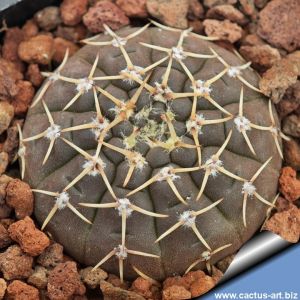 Gymnocalycium platygonum P216 East of Sierra Malanzan, La Rioja, Argentina, 750m