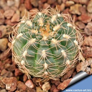 Gymnocalycium parvulum v. amoenum LB995  Las Palmas, 1km North of crossroads, Cordoba, 1020m, Argentina