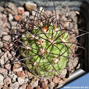 Copiapoa coquimbana FK106 Locality: 18km South of Vallenar, Huasco, 500m, Chile