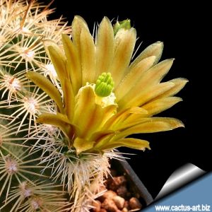 Echinocereus viridiflorus v. correllii Marathon, Brewster Co., Texas