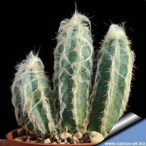 Pilosocereus glaucescens HU272 Brazil