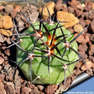 Copiapoa coquimbana RUS200 Villa Puclaro, dpt. Coquimbo, Chile