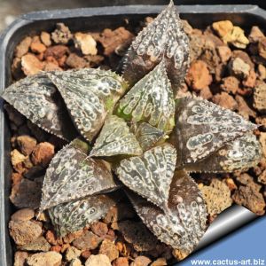 Haworthia cv. SIKINJOH (Forbidden City)