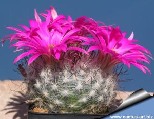 Mammillaria guelzowiana SB1160 Rodeo, Durante, Mexico