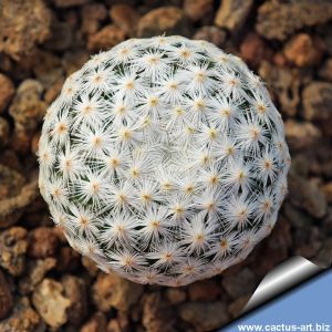 Mammillaria herrerae MZ572 Sierra del Doctor, Queretaro, Mexico