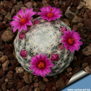 Mammillaria humboldtii RH132 Gilo, Hidalgo, Mexico