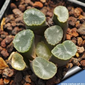 Haworthia maughanii Calitzdorp, Western Cape, South Africa