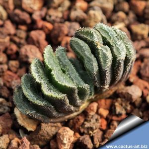 Haworthia truncata v. minor VA6718 Dysseldorp, South of Town, Western Cape, South Africa