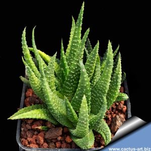 Haworthia scabra Oudshoorn, De Moragie, Western Cape, South Africa