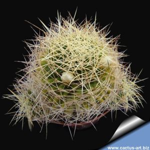 Mammillaria decipiens v. albescens (syn: M. camptotricha v. albescens)