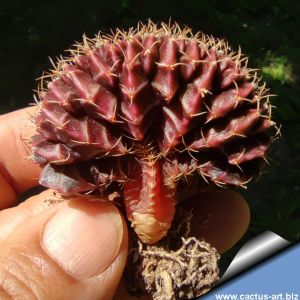 Gymnocalycium mihanovichii f. cristata (Ex Thayland)