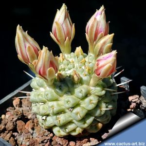 Mammillaria schumannii cv. UN PICO (f. monstrosa)