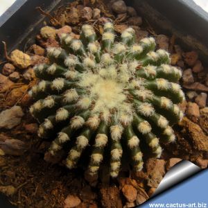 Discocactus horstii (seedling) 3,5-4 cm