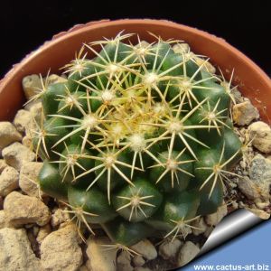 Coryphantha cv. MINI