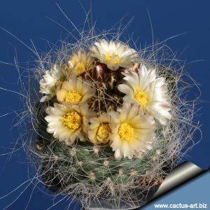 Pediocactus paradinei (seedling)