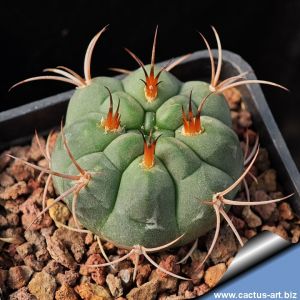 Gymnocalycium oenanthemum MM1100 Route 4, 24 km North of San Fernando, Catamarca, Argentina, 1550m